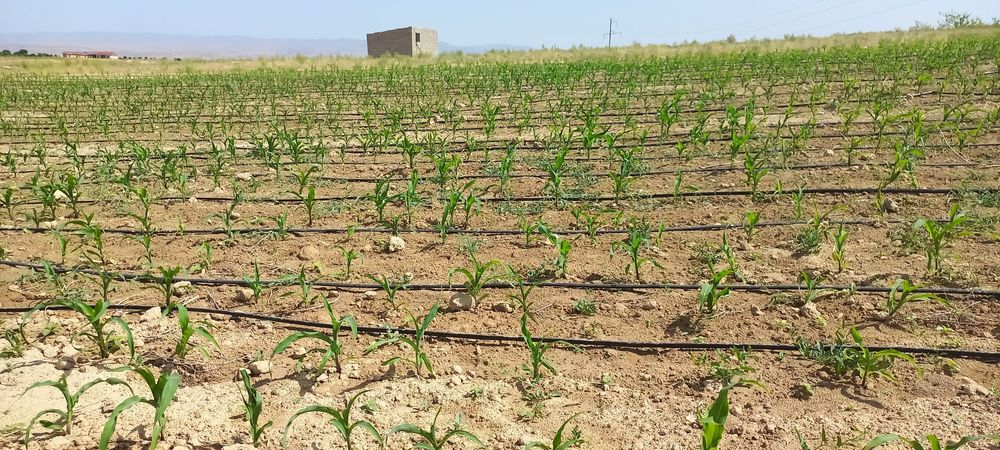 Er uchastkasi 50 soʻtix gʻisht zavodning yonida