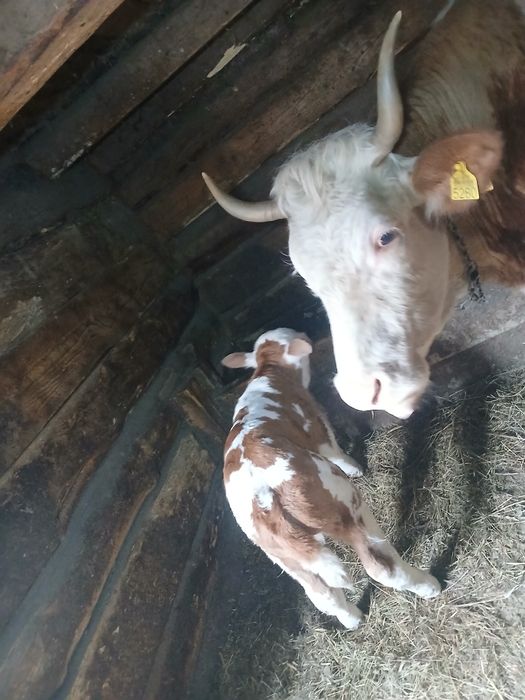 Vând vaca cu vitel mascul