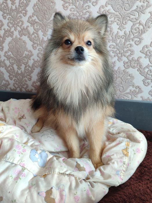 Шпиц вязка кабель