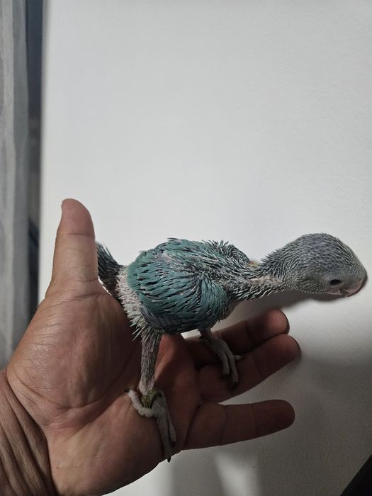 Micul Alexander/Alexandru