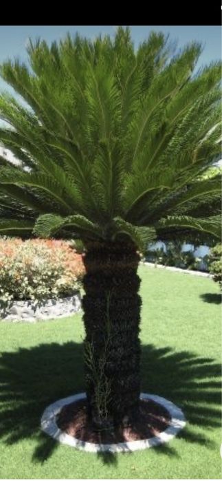 Palmieri cycas pt exterior/interior