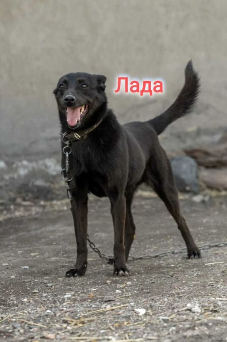 Дарю в добрые и ответственные руки