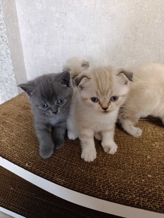 Шотландские котята (фолд и страйт) – милые плюшевые малыши