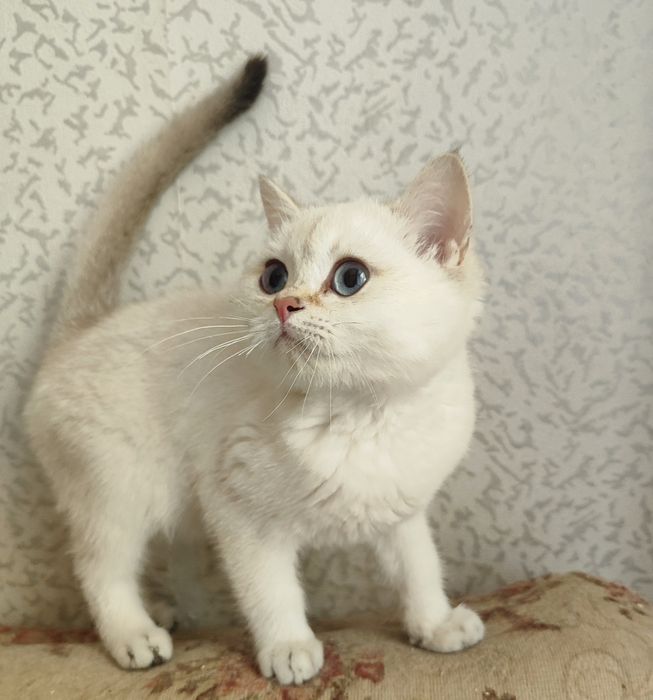 Шиншиллка мальчик шотландец