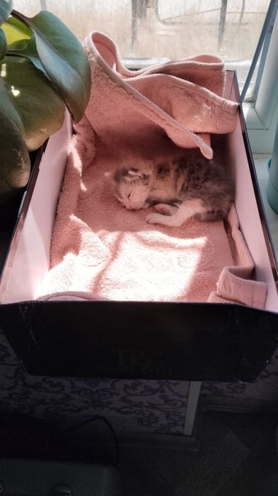 Котёнок в добрые руки