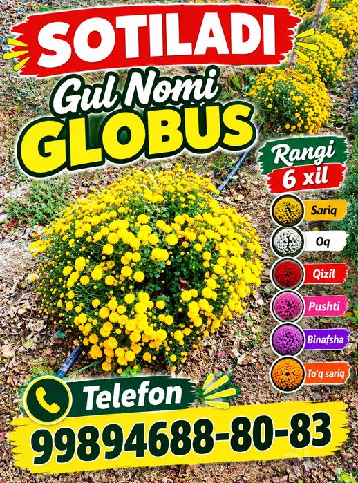GOLBUS GUL 6 xil rangi bor