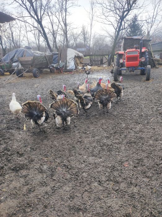 Curcani de țară autentici