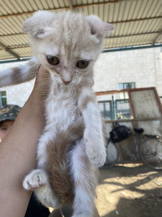 Шотландский мысық