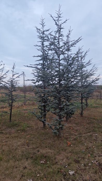 Platan artar mesteacăn copaci