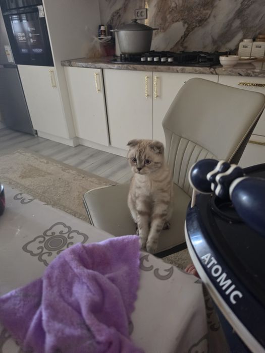 Кошка шотландский