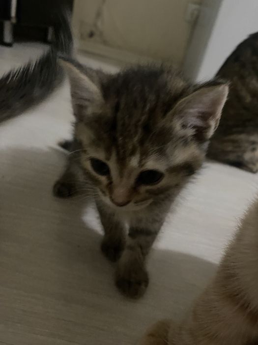 Отдам котят бесплатно