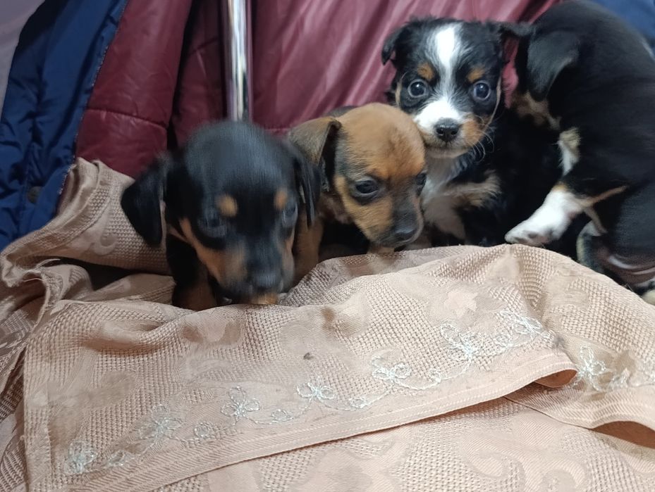 Продаю Щенков  пинчера 2 девочки 2 мальчика