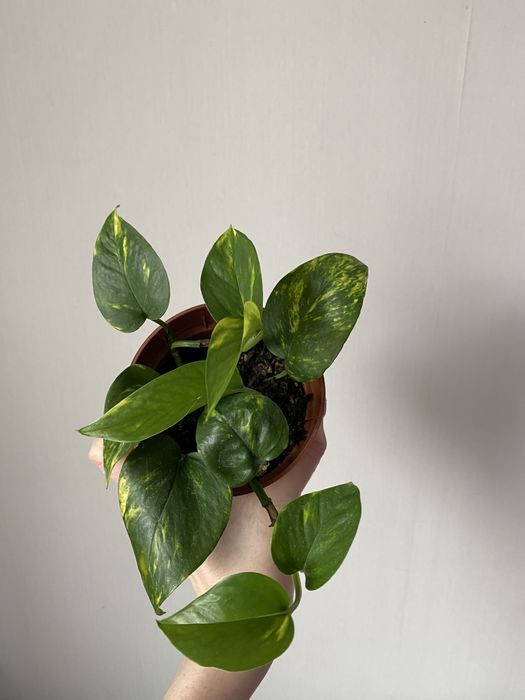 Голфингер лиана лиана