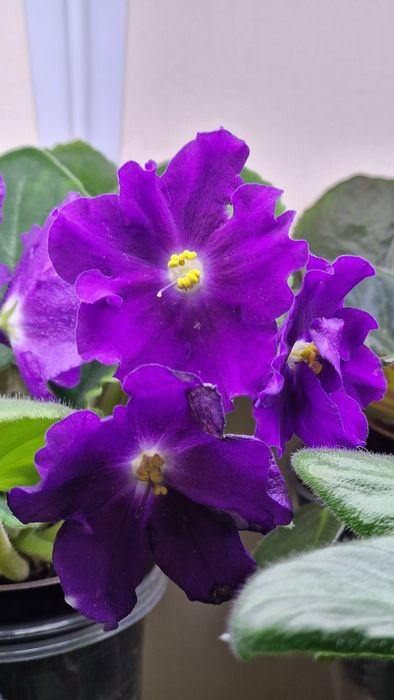 Продам комнатные фиалки