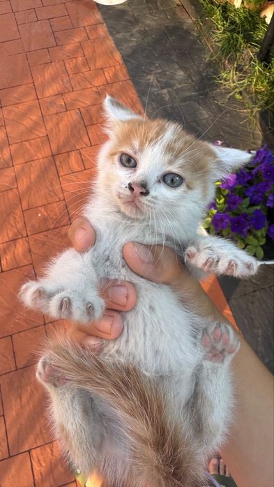 Котята 1,5 месяца