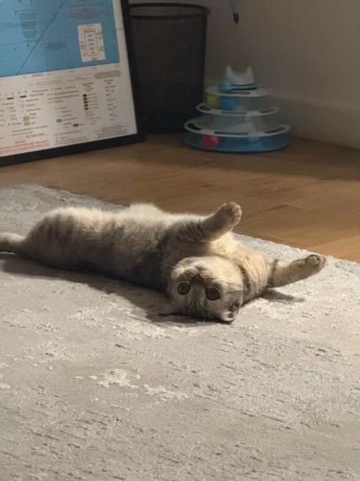 Кошка в хорошие руки