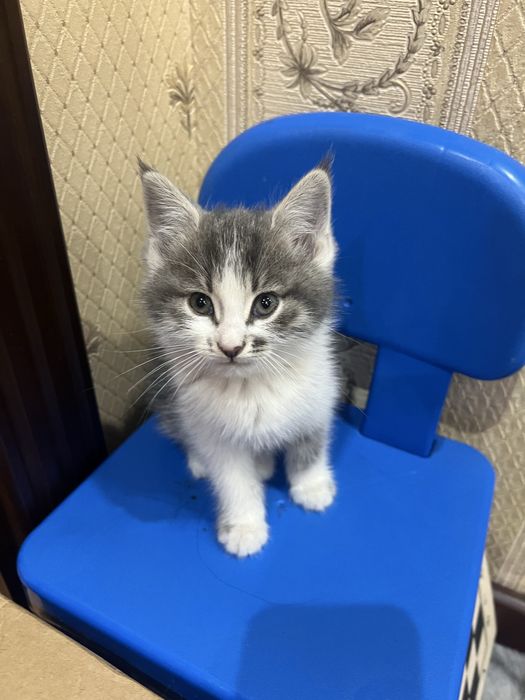 котенок, Норвежская лесная кошка