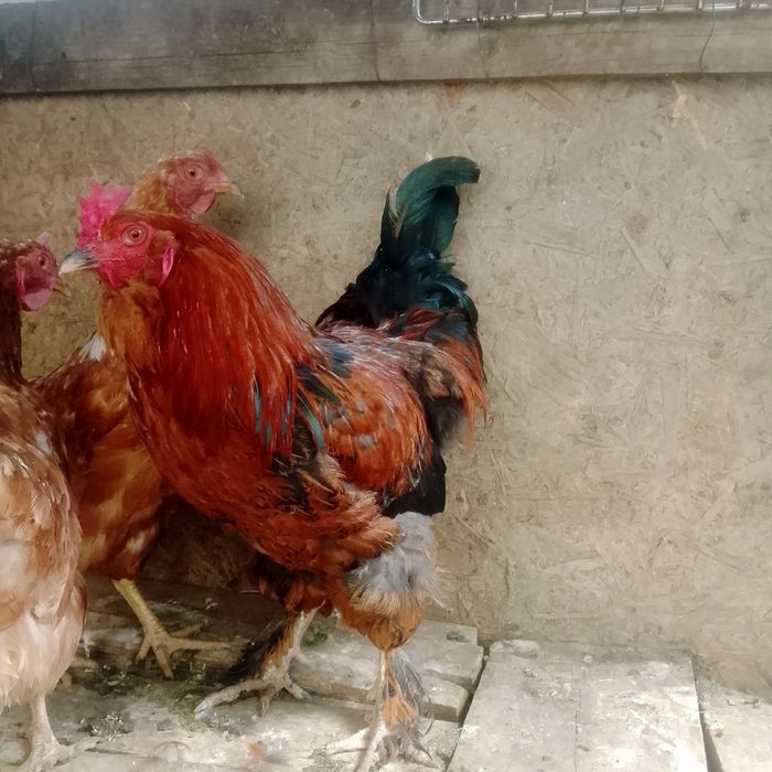Продам пятуха полу брама