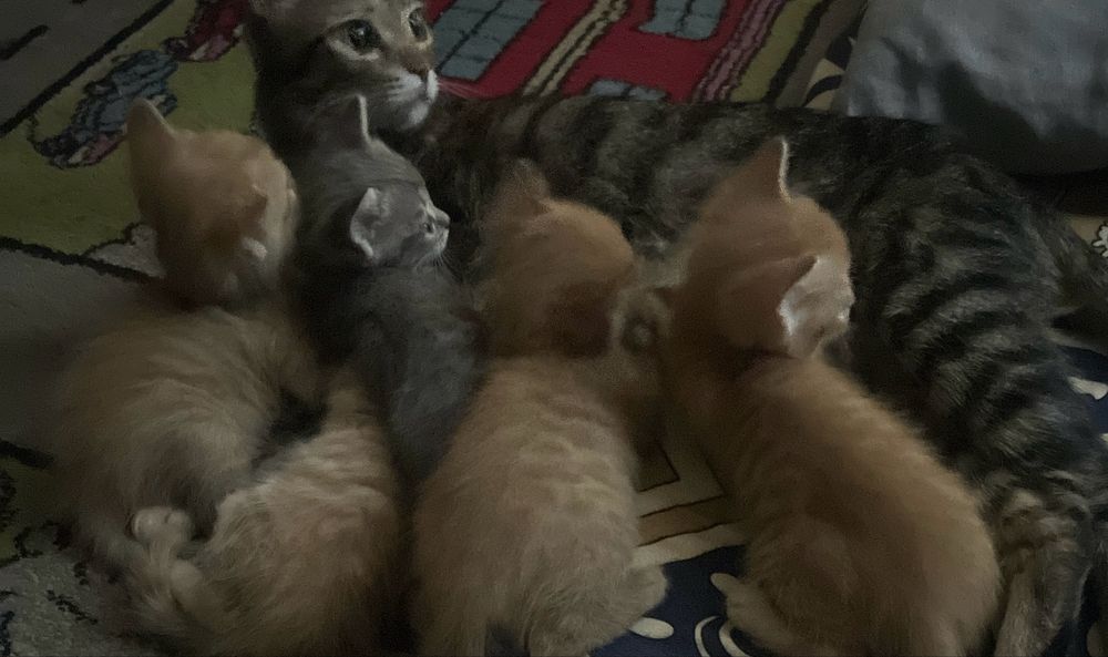 Отдам 4 рыжих котят в добрые руки