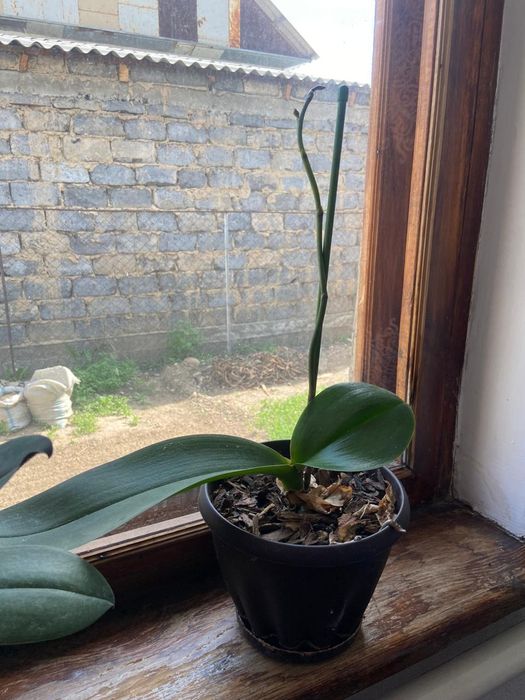 Комнатные растение