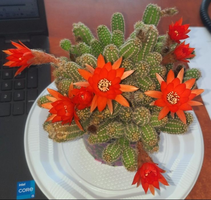 10 Vase decorative de ipsos pentru lumânare,  mărunțișuri  , marturii