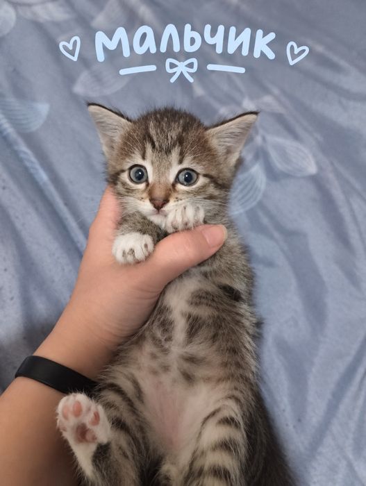 Отдаю котят в хорошие руки