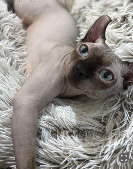 Бронь на котят эльф сфинкс
