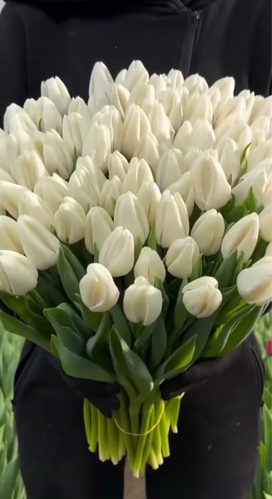 Тюльпаны все виды и цветов