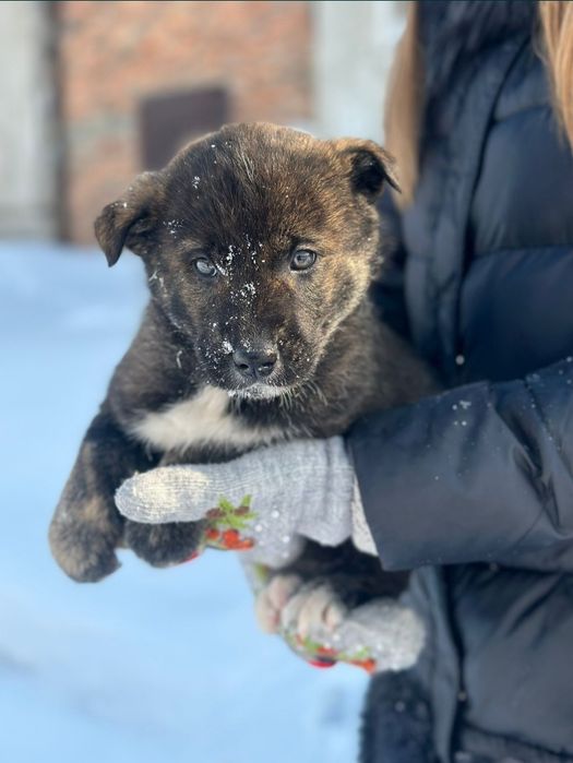 Отдам щенка в добрые руки