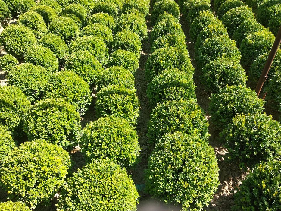 Shamshod belayin gold beeline manzara landishaft