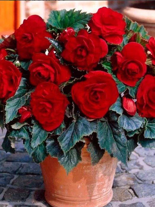 Цветы для дома и офиса от 500