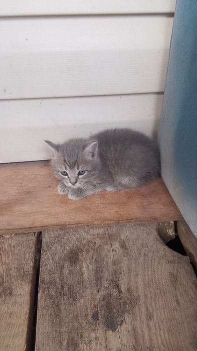 Котенок даром. Бесплатно.