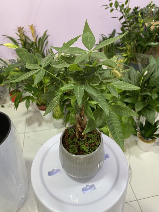 Цветы для дома и офиса. В скидочных ценах