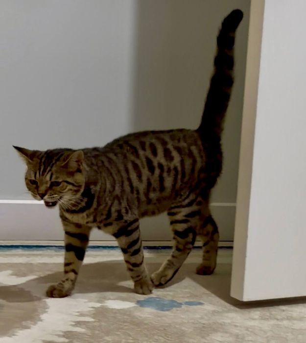 Бенгальский кот 7 месяцев