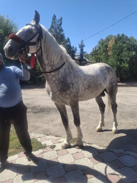 Продается Орловский жеребец