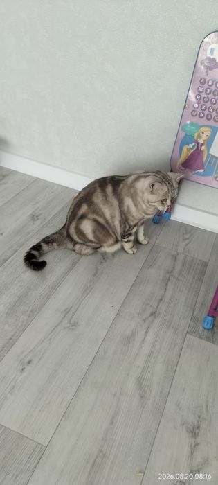 Отдам кота в добрые руки