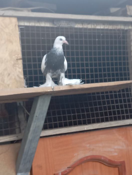 Продам голубей Жиганов и сочей