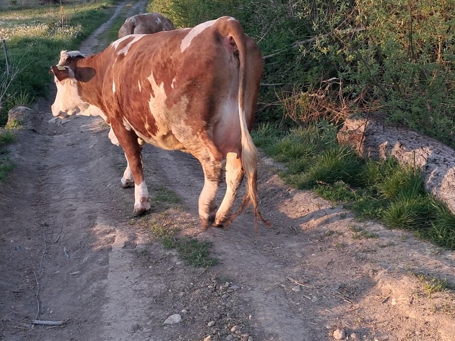 Vand jurinca la prima fatare cu vitea de limuzin