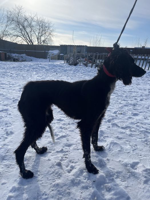 Продаеться тазы