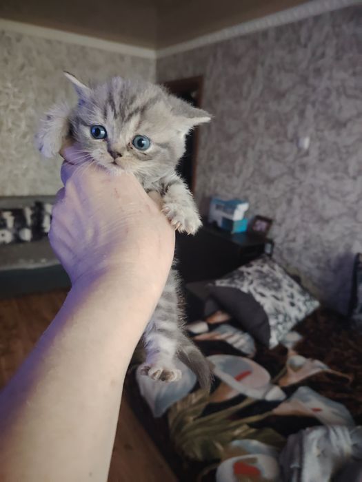 Британская малышка