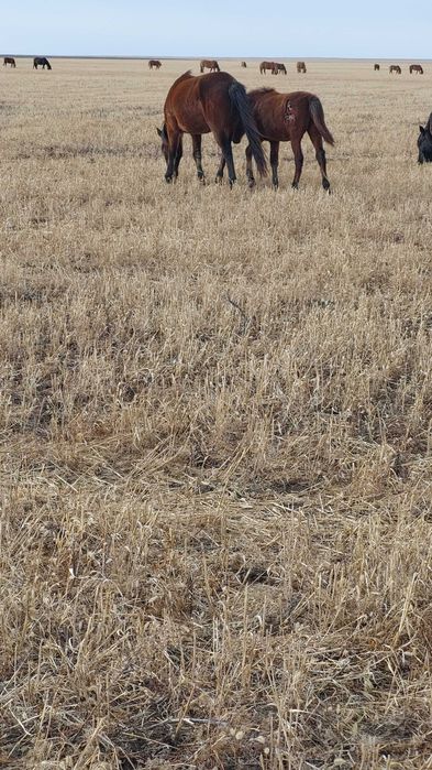 Биелер мен жабағылар сатылады