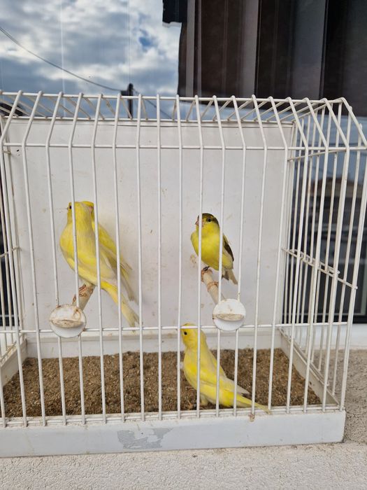 Канари цветни и Орфей