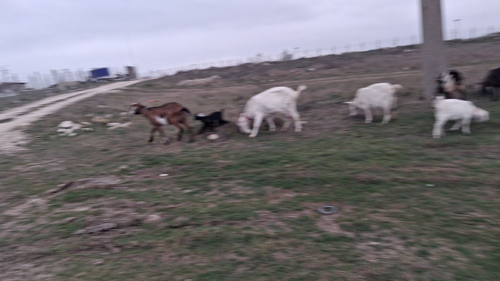 Vand capra metis cu ieduta