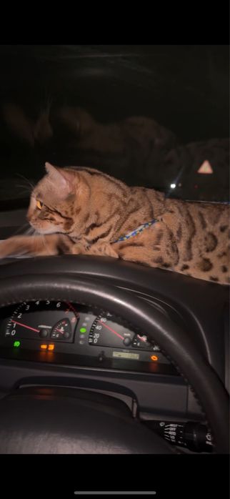 Бенгальская кошка