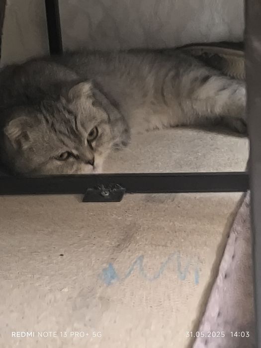 Шотландская вислоуха кошка