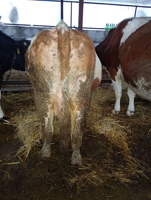 Vând vaca de ținut sau de abator