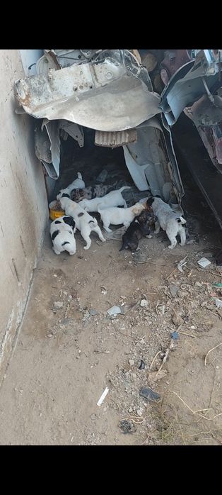Отдам кутят в добрые руки