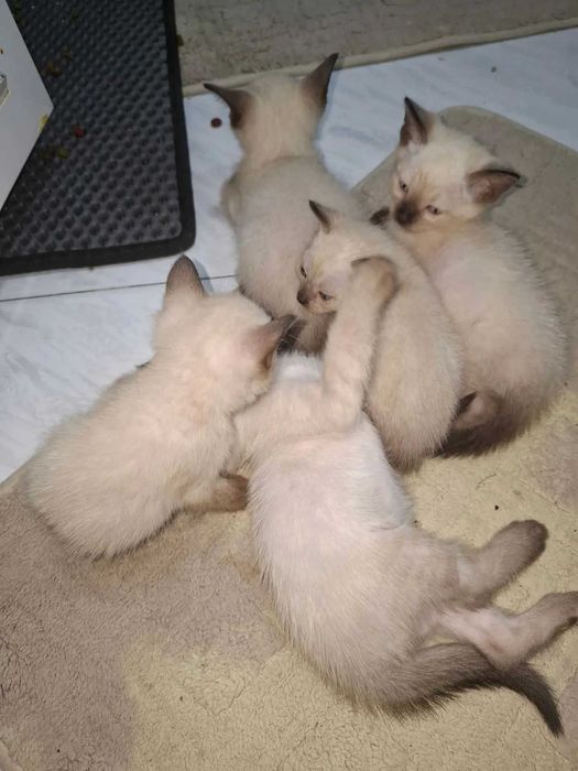 Сиамские котята 1.5 месяц