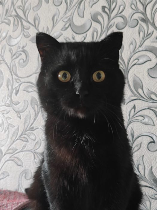 Котик ищит дом! /⁠ᐠ⁠｡⁠ꞈ⁠｡⁠ᐟ⁠\