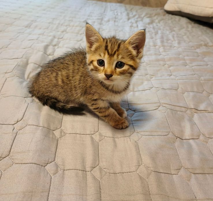 Отдам даром котят